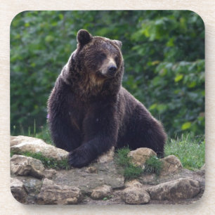 Braunbär Untersetzer