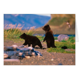 Braunbär, Ursus arctos, Alaska-Halbinsel,