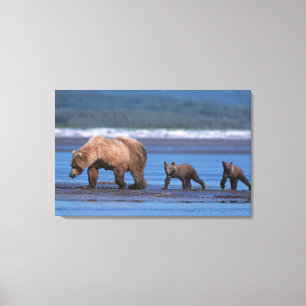 Braunbär, Ursus arctos, Alaska-Halbinsel, 2 Leinwanddruck