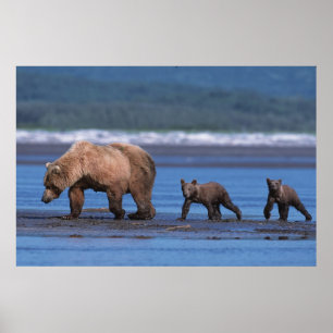 Braunbär, Ursus arctos, Alaska Halbinsel, 2 Poster