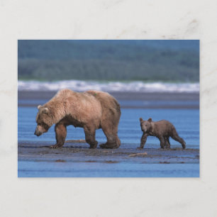 Braunbär, Ursus arctos, Alaska-Halbinsel, 2 Postkarte
