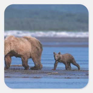 Braunbär, Ursus arctos, Alaska-Halbinsel, 2 Quadratischer Aufkleber