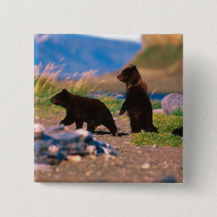 Braunbär, Ursus arctos, Alaska-Halbinsel, Button