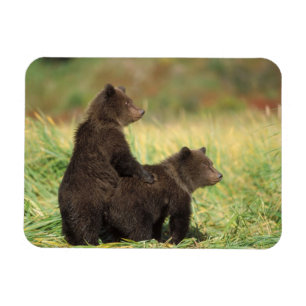 Braunbär, Ursus arctos, Grizzlybär, Ursus 2 Magnet