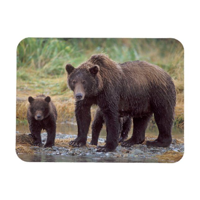 Braunbär, Ursus arctos, Grizzlybär, Ursus 3 Magnet (Horizontal)