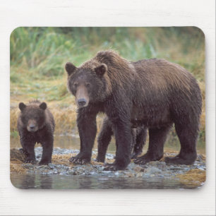 Braunbär, Ursus arctos, Grizzlybär, Ursus 3 Mousepad