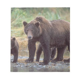 Braunbär, Ursus arctos, Grizzlybär, Ursus 3 Notizblock
