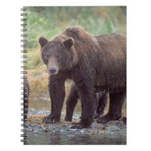 Braunbär, Ursus arctos, Grizzlybär, Ursus 3 Notizblock