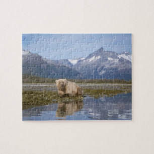 Braunbär, Ursus arctos, Grizzlybär, Ursus 4