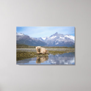 Braunbär, Ursus arctos, Grizzlybär, Ursus 4 Leinwanddruck