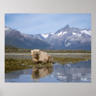 Braunbär, Ursus arctos, Grizzlybär, Ursus 4 Poster