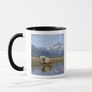 Braunbär, Ursus arctos, Grizzlybär, Ursus 4 Tasse