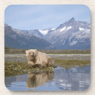 Braunbär, Ursus arctos, Grizzlybär, Ursus 4 Untersetzer