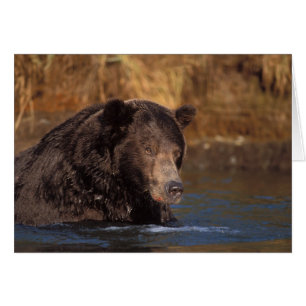Braunbär, Ursus arctos, Grizzlybär, Ursus 5