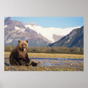 Braunbär, Ursus arctos, Grizzlybär, Ursus 5 Poster