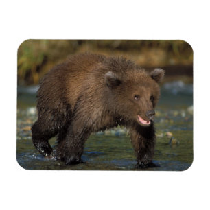 Braunbär, Ursus arctos, Grizzlybär, Ursus 6 Magnet