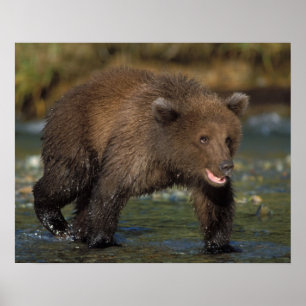 Braunbär, Ursus arctos, Grizzlybär, Ursus 6 Poster
