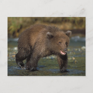 Braunbär, Ursus arctos, Grizzlybär, Ursus 6 Postkarte