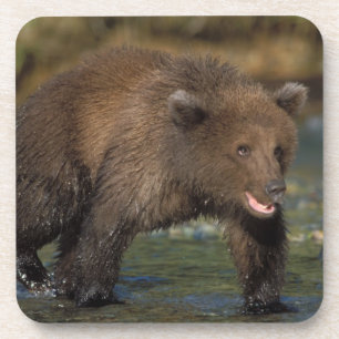 Braunbär, Ursus arctos, Grizzlybär, Ursus 6 Untersetzer