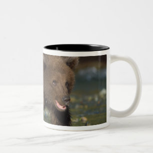 Braunbär, Ursus arctos, Grizzlybär, Ursus 6 Zweifarbige Tasse