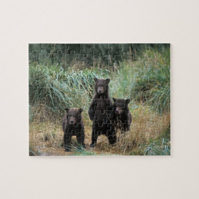 Braunbär, Ursus arctos, Grizzlybär, Ursus 7 (Horizontal)