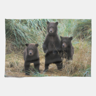 Braunbär, Ursus arctos, Grizzlybär, Ursus 7 2 Küchentuch