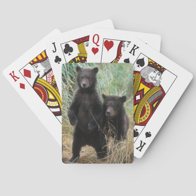 Braunbär, Ursus arctos, Grizzlybär, Ursus 7 2 Spielkarten (Rückseite)