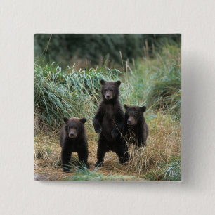 Braunbär, Ursus arctos, Grizzlybär, Ursus 7 Button