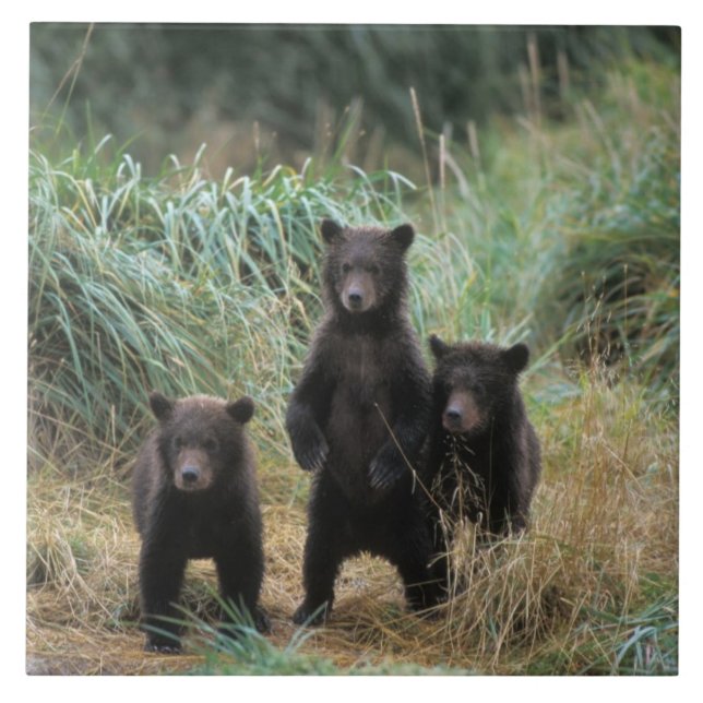 Braunbär, Ursus arctos, Grizzlybär, Ursus 7 Fliese (Vorderseite)