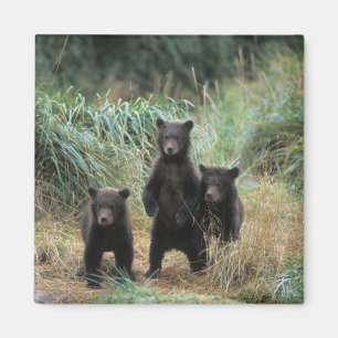 Braunbär, Ursus arctos, Grizzlybär, Ursus 7 Magnet