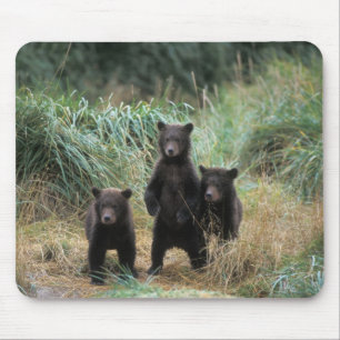 Braunbär, Ursus arctos, Grizzlybär, Ursus 7 Mousepad