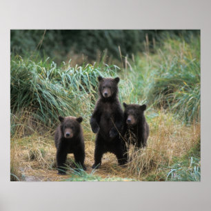 Braunbär, Ursus arctos, Grizzlybär, Ursus 7 Poster