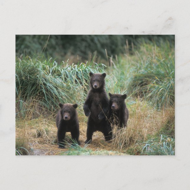 Braunbär, Ursus arctos, Grizzlybär, Ursus 7 Postkarte (Vorderseite)