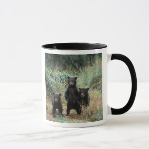 Braunbär, Ursus arctos, Grizzlybär, Ursus 7 Tasse