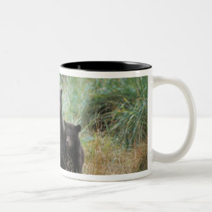 Braunbär, Ursus arctos, Grizzlybär, Ursus 7 Zweifarbige Tasse