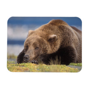 Braunbär, Ursus arctos, Grizzlybär, Ursus 8 Magnet