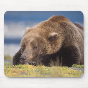Braunbär, Ursus arctos, Grizzlybär, Ursus 8 Mousepad
