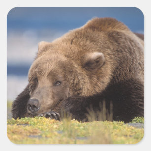 Braunbär, Ursus arctos, Grizzlybär, Ursus 8 Quadratischer Aufkleber