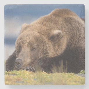 Braunbär, Ursus arctos, Grizzlybär, Ursus 8 Steinuntersetzer