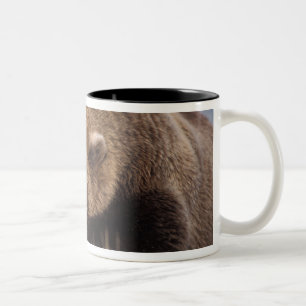 Braunbär, Ursus arctos, Grizzlybär, Ursus 8 Zweifarbige Tasse