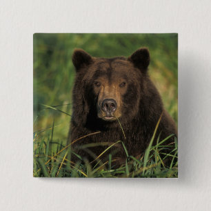 Braunbär, Ursus arctos, Grizzlybär, Ursus 9 Button