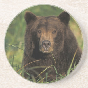 Braunbär, Ursus arctos, Grizzlybär, Ursus 9 Getränkeuntersetzer