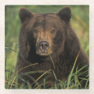 Braunbär, Ursus arctos, Grizzlybär, Ursus 9 Glasuntersetzer
