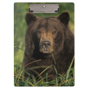 Braunbär, Ursus arctos, Grizzlybär, Ursus 9 Klemmbrett