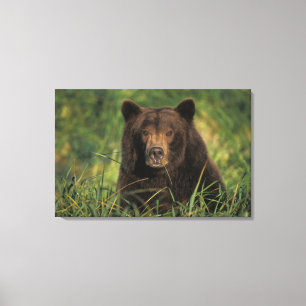 Braunbär, Ursus arctos, Grizzlybär, Ursus 9 Leinwanddruck