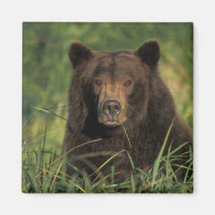 Braunbär, Ursus arctos, Grizzlybär, Ursus 9 Magnet