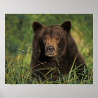 Braunbär, Ursus arctos, Grizzlybär, Ursus 9