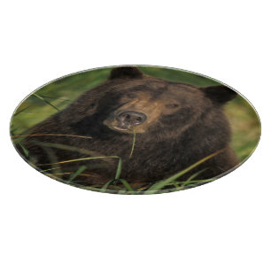 Braunbär, Ursus arctos, Grizzlybär, Ursus 9 Schneidebrett