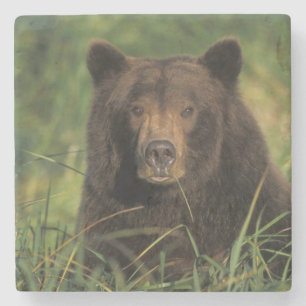 Braunbär, Ursus arctos, Grizzlybär, Ursus 9 Steinuntersetzer