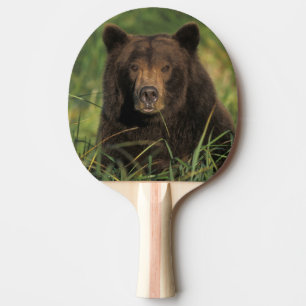 Braunbär, Ursus arctos, Grizzlybär, Ursus 9 Tischtennis Schläger